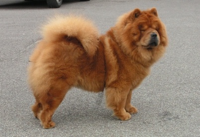 CH. du domaine des saphirs Ai-chang - 1 Exc de la classe champion , CACIB et BOS