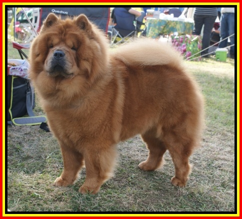 CH. du domaine des saphirs Ai-chang - 1 Exc-CAC et BOB