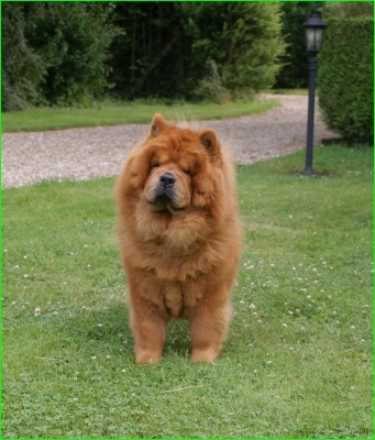 CH. du domaine des saphirs Ai-chang - 2 Exc de la classe champion et Réserve CACL