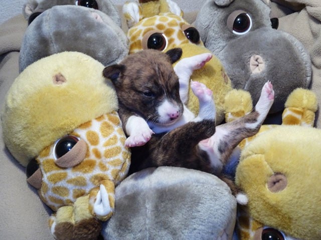 Awaa-Sun El Sueno Del Amigo