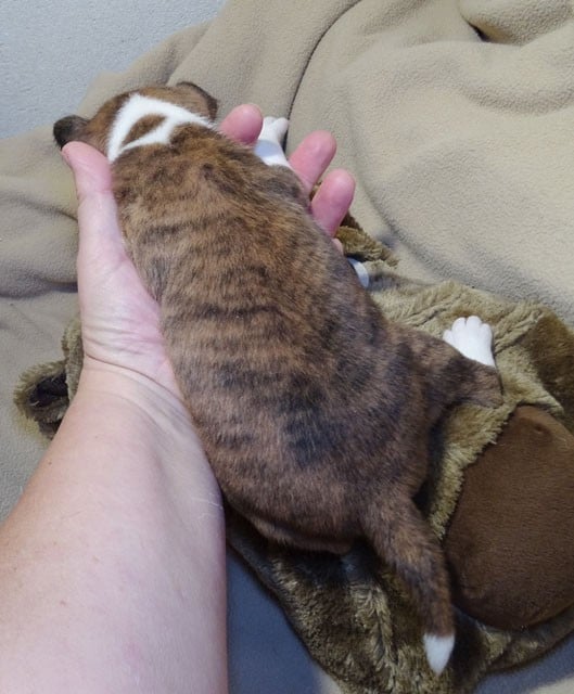 Awaa-Sun El Sueno Del Amigo