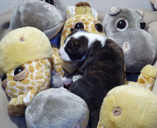 Amaya-Sun El Sueno Del Amigo