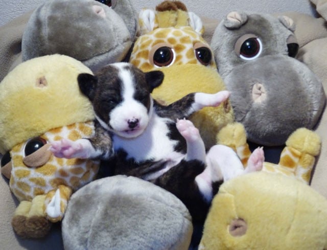 Amaya-Sun El Sueno Del Amigo