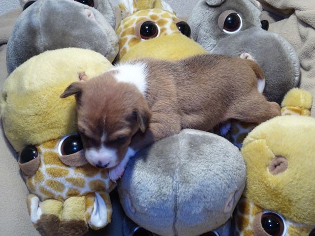 Ayilaa-Sun El Sueno Del Amigo