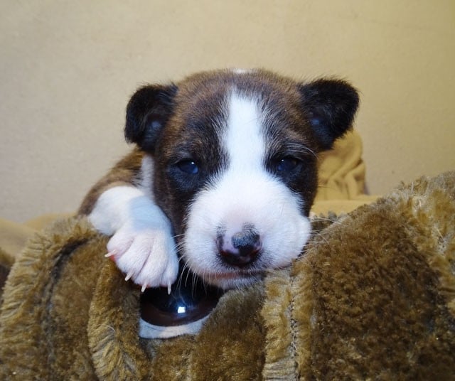 Avukaa-Sun El Sueno Del Amigo