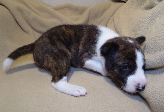 Avukaa-Sun El Sueno Del Amigo