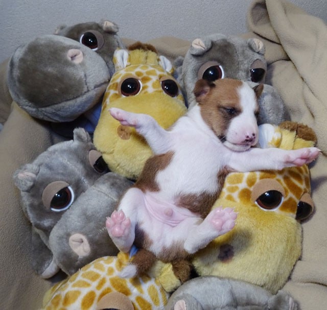 Arkaan-Sun El Sueno Del Amigo