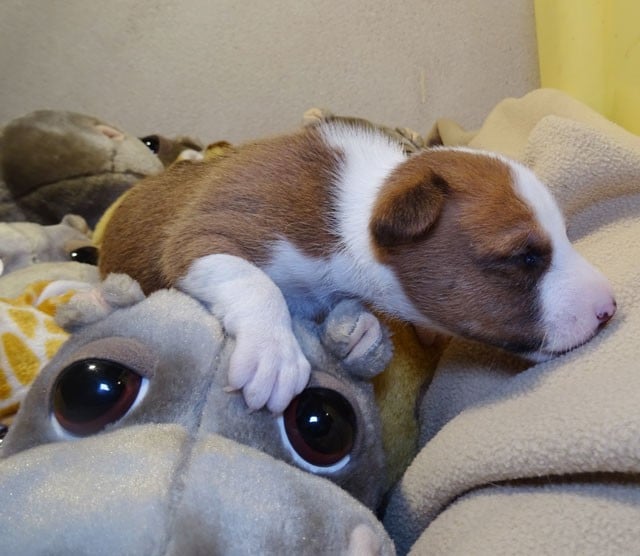 Arkaan-Sun El Sueno Del Amigo