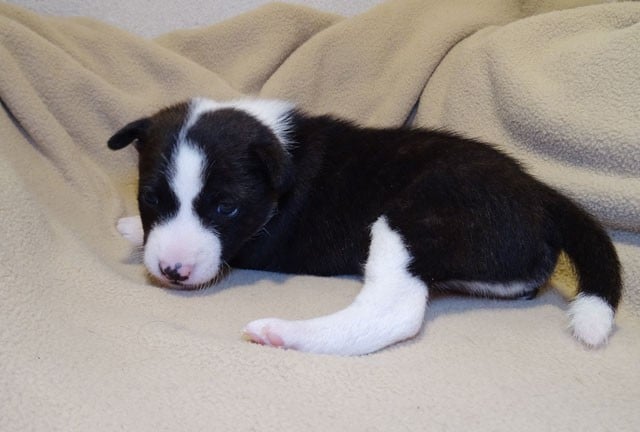 Ajanyi-Sun El Sueno Del Amigo