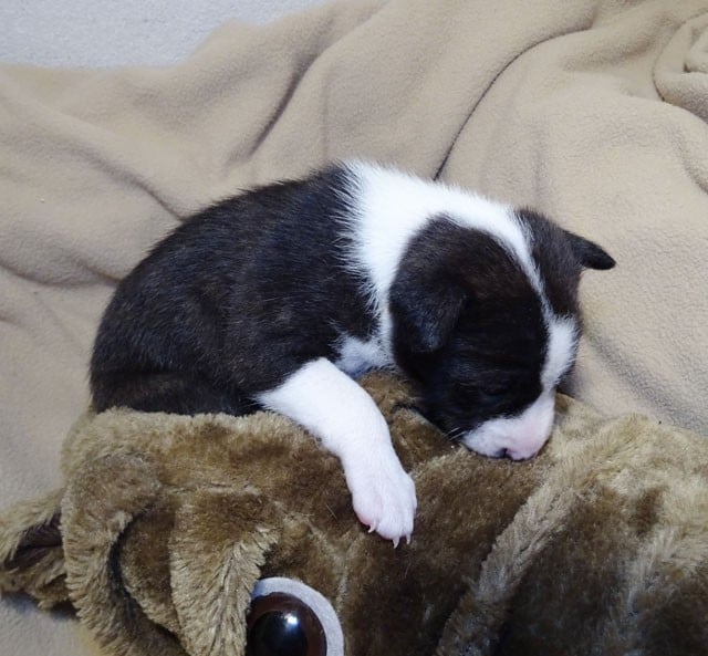 Ajanyi-Sun El Sueno Del Amigo