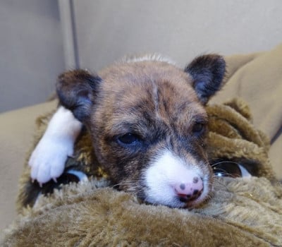 Les chiots de Basenji