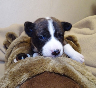 Les chiots de Basenji