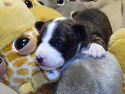 Les chiots de Basenji