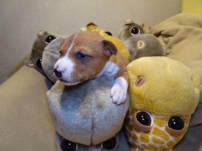 Les chiots de Basenji