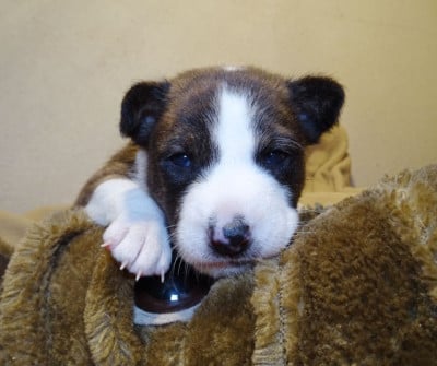 Les chiots de Basenji