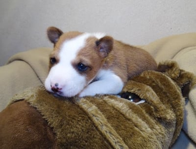 Les chiots de Basenji