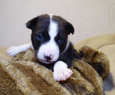 Les chiots de Basenji