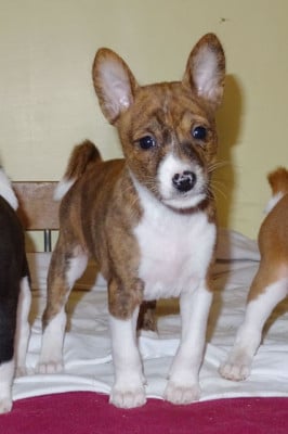 Les chiots de Basenji