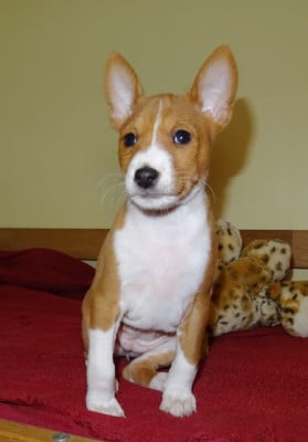 Les chiots de Basenji