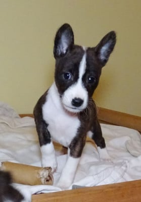 Les chiots de Basenji