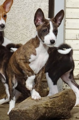 Les chiots de Basenji