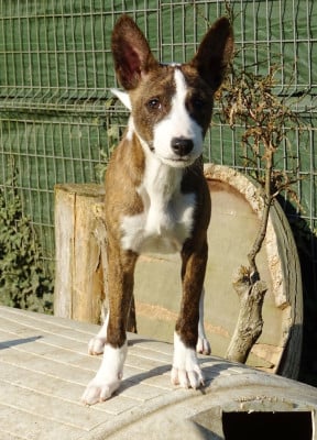 Les chiots de Basenji