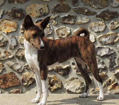 Les chiots de Basenji