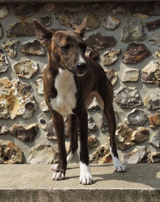 Les chiots de Basenji