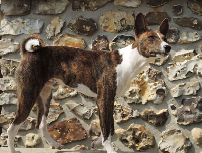 Les chiots de Basenji