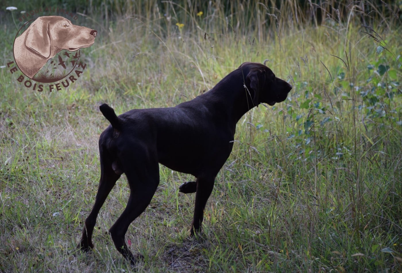 Publication : du Bois Feuraz Auteur : LE BOIS FEURAZ