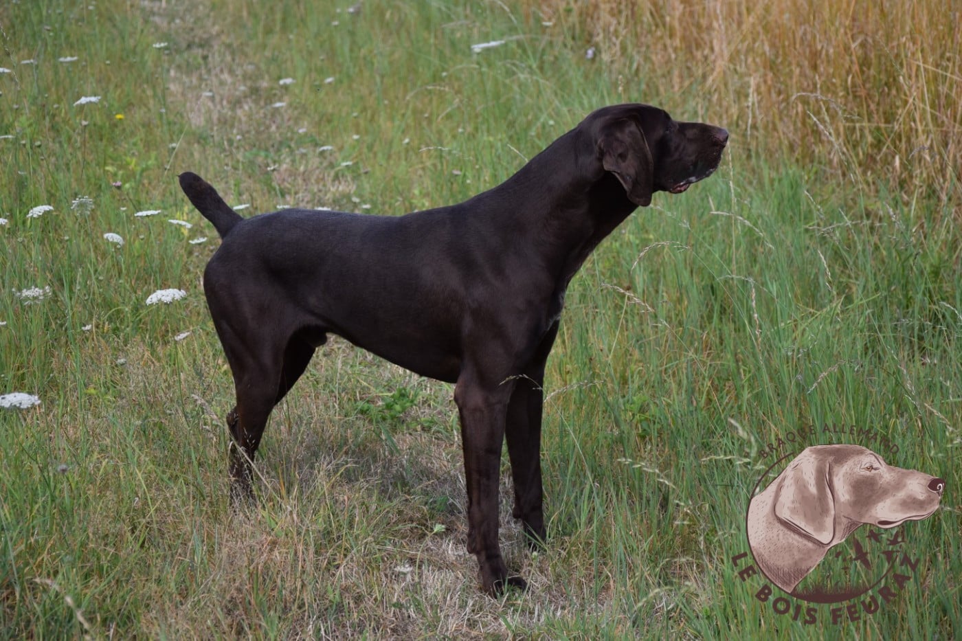 Publication : du Bois Feuraz Auteur : LE BOIS FEURAZ