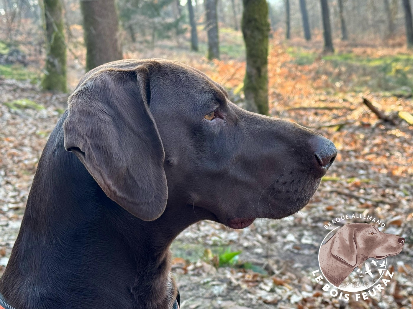 TR. UMAR du Bois Feuraz