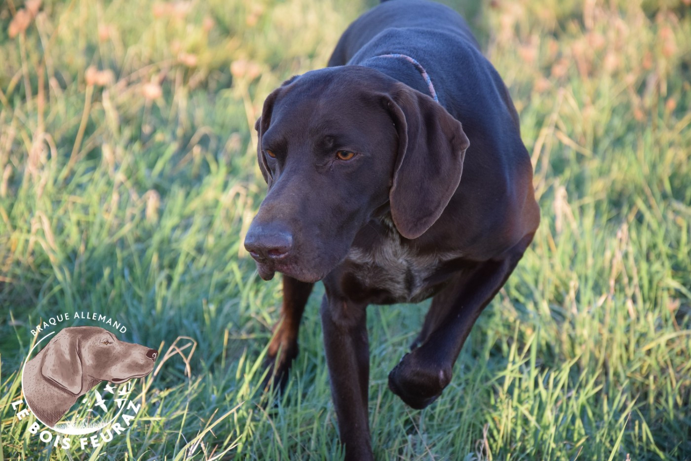 TR. UMAR du Bois Feuraz