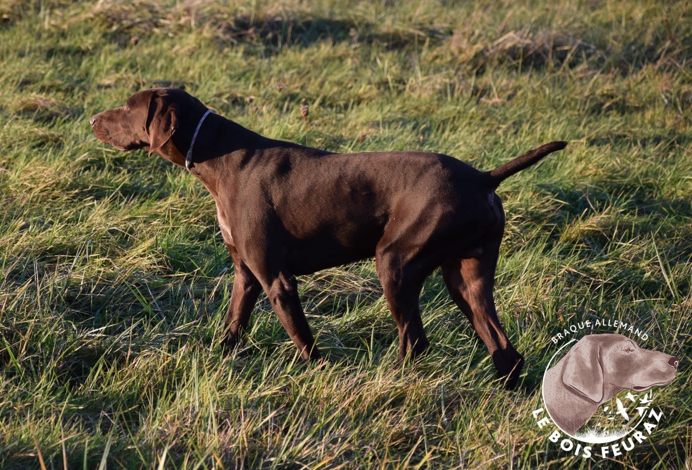 TR. UMAR du Bois Feuraz