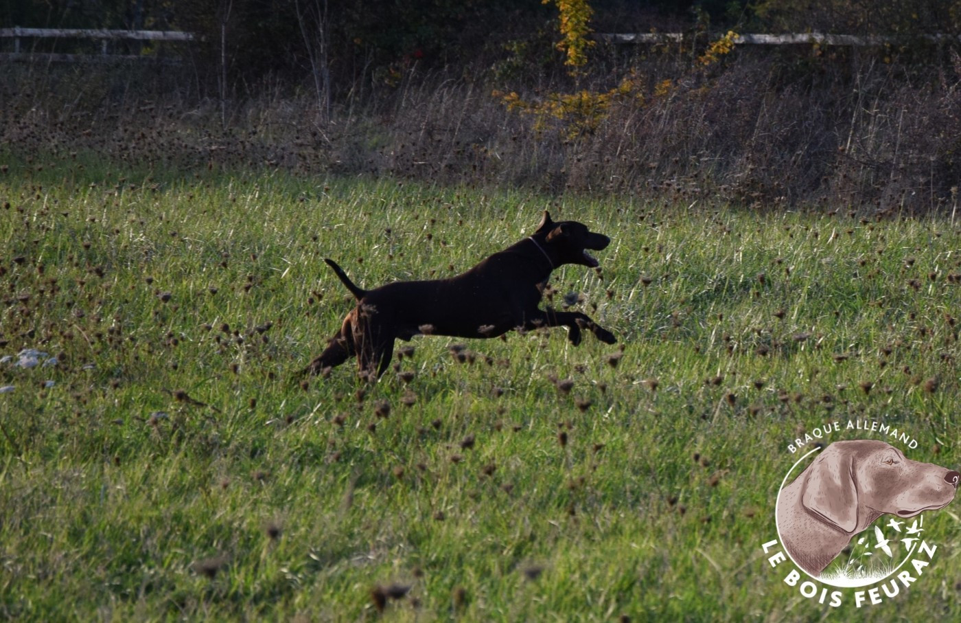 TR. UMAR du Bois Feuraz