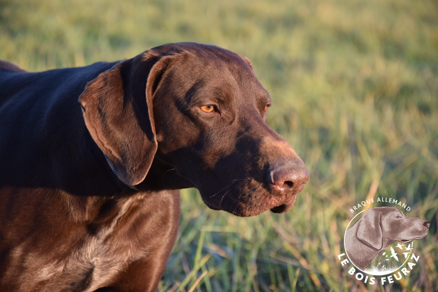 TR. UMAR du Bois Feuraz