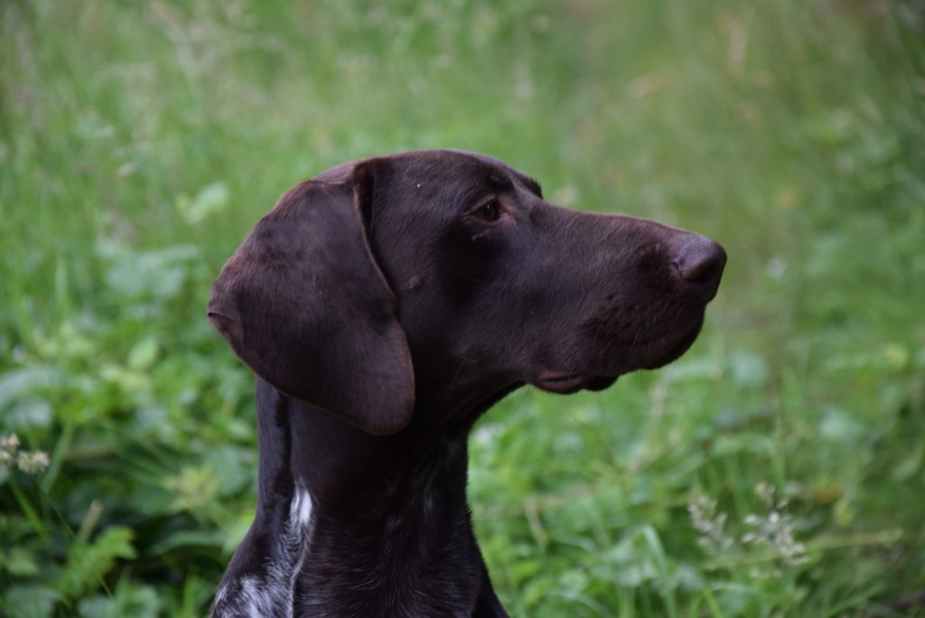 Publication : Du Clos Saint Emilion