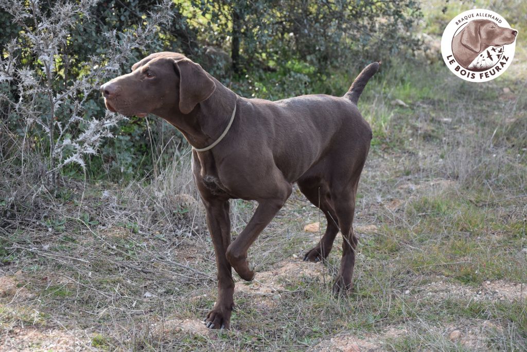 TR. CH. Selena del traki