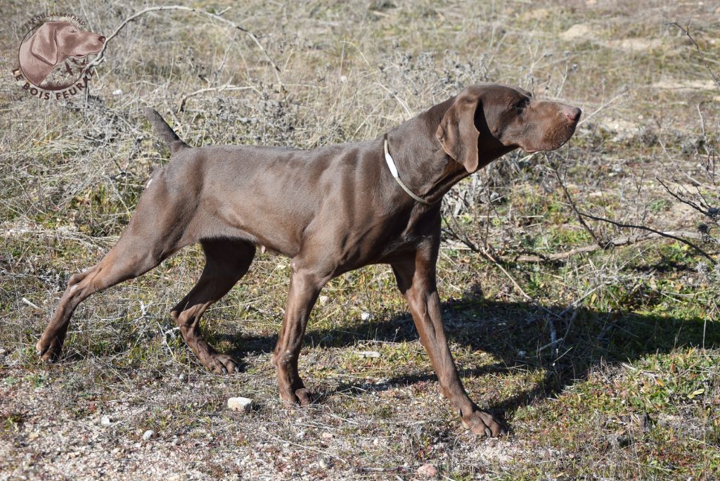 TR. CH. Selena del traki