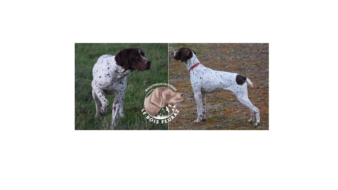 CHIOT 4 - Braque français, type Pyrenees (petite taille)