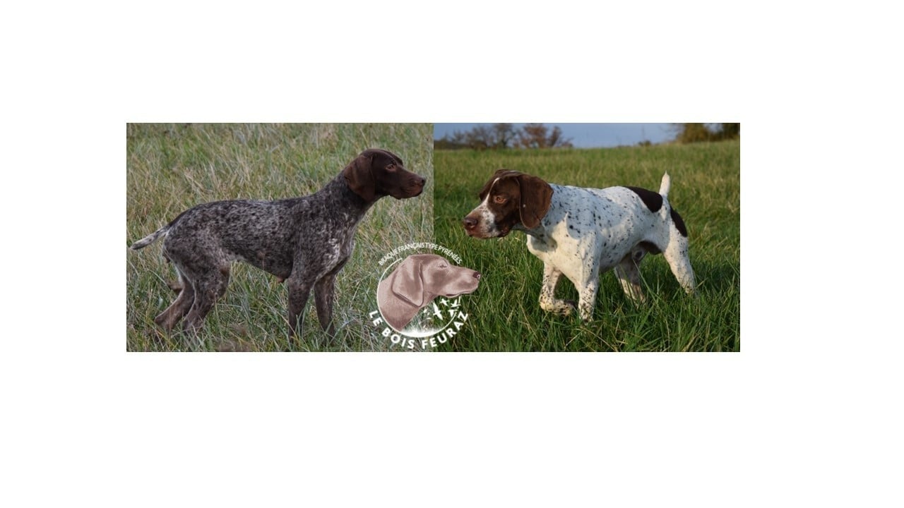 CHIOT 1 - Braque français, type Pyrenees (petite taille)