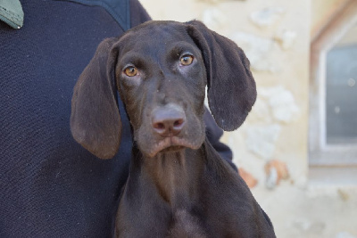 Les chiots de Braque allemand à poil court