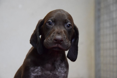 Les chiots de Braque allemand à poil court