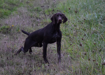 Les chiots de Braque allemand à poil court