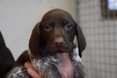 Les chiots de Braque allemand à poil court