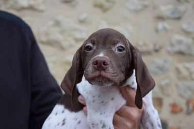 Les chiots de Braque français, type Pyrenees (petite taille)