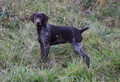 Les chiots de Braque allemand à poil court