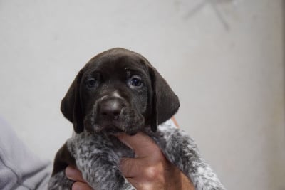 Les chiots de Braque allemand à poil court