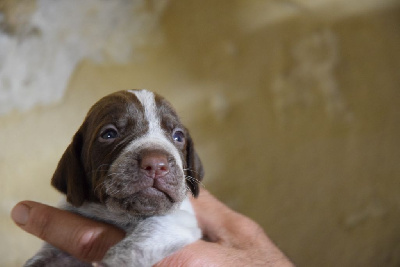 Les chiots de Braque français, type Pyrenees (petite taille)