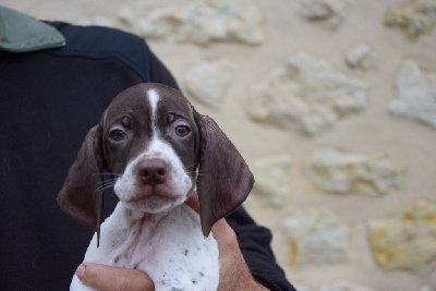 Les chiots de Braque français, type Pyrenees (petite taille)
